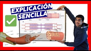 ✔️ MIOFIBRILLA y SARCOMERO CONTRACCION MUSCULAR en español❗explicación [upl. by Hackney]