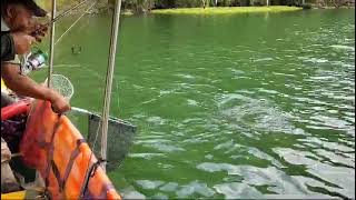 🦦🎣 pescando 🐠 en el embalse de la central Hidroeléctrica ituango Río Cauca [upl. by Rawdin]