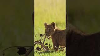 Adorable Lion Cubs Mighty Purrs lion lioncub lionslife wildlife wildanimals lionsfamily [upl. by Monro]