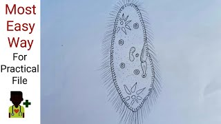 How to draw Paramecium  With description  For practical file [upl. by Klarrisa13]