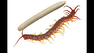 Centipede vs Millipede 2 [upl. by Renraw]