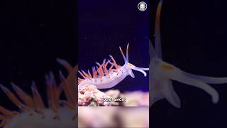 Nudibranch 🐛 Colorful Creatures Of The Sea [upl. by Sherborn]