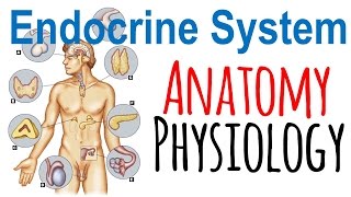 Endocrine system anatomy and physiology  Endocrine system lecture 1 [upl. by Fritzie]