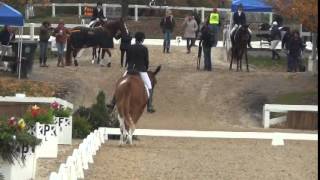 First Mule to Compete at US Dressage Finals  Heart B Dyna with Laura Hermanson [upl. by Topping]