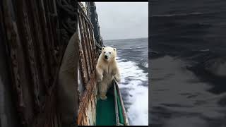 quotEmbracing the Wild A Polar Bear’s Gentle Connection with Naturequot [upl. by Aicinat]