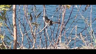 Bewicks Wren Cheeping its Heart Out [upl. by Velda]