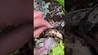 Video 45 Life in the Worm Bin After Pot Worm Infestation amp the Rehaul happyworms [upl. by Ardnoet]