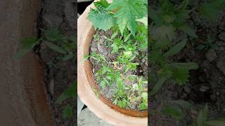 Coriander and bitter melon plant gardening nature youtube shortsfeed shorts garden subscribe [upl. by Nahrut]