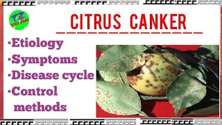 Citrus Canker  Etiology Symptoms Disease Cycle Control Methods [upl. by Glori]