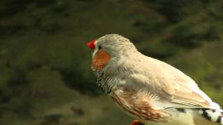 Zebra Finch Taeniopygia guttata  Zebrafink [upl. by Laeria]