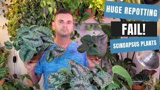 scindapsus plant care  huge repotting failure jade satin exotica and treubii [upl. by Pember]