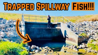 Surprise SPILLWAY Fish TRAP [upl. by Nwhas]