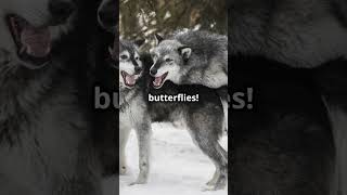 5 Amazing Facts About Wolves [upl. by Esenej]