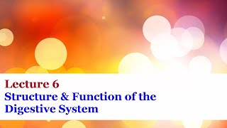 Lecture 6  Structure and Function of the Digestive System [upl. by Laemsi]