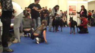 Maxim di Altobello on World dog Show 2009 [upl. by Etnoved828]