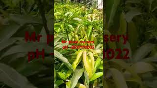 Mr plant nursery all plant available contact number 8927191022 [upl. by Ynnav]