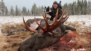 Elgjakt med løshund med Kristoffer Clausen Hunting moose with dogs [upl. by Ahsekam]