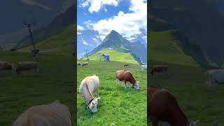 The Most Soothing Sound in Switzerland 🇨🇭 switzerland shorts youtubeshorts [upl. by Bartle]