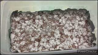 fruiting conditions growing mushrooms for beginners [upl. by Shields]