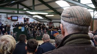 Hawes Tup Sales 2018 £32000 [upl. by Shiekh]