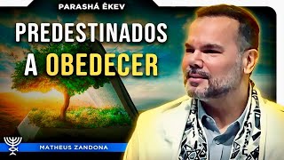 Predestinados a Obedecer – Parashá Reê 57842024 – Prof Matheus Zandona [upl. by Leviralc]