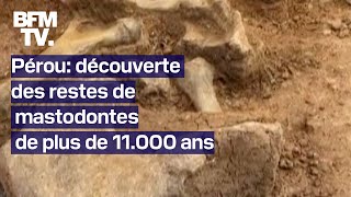 Pérou découverte des restes de mastodontes de plus de 11000 ans [upl. by Nnylsaj]