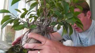 How to turn a Ginseng Ficus into a real Bonsai Tree [upl. by Navad]