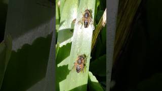 Sexual dimorphism in Eristalis hoverflies [upl. by Nylle]