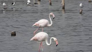 Greater Flamingo Phoenicopterus roseus SAlbufera Natural Park Mallorca [upl. by Asiuol]