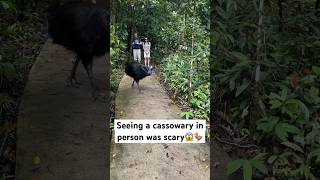 Daintree rainforests travelvlog nature cassowary australia vanlife daintree rainforest [upl. by Longan]