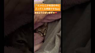 【猫動画】添い寝猫 布団の中ゆきんこ 湯たんぽ ニャチュラルライフshorts [upl. by Nahshon]