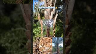 Here for all your Palm Tree needs pindopalms palmtrees palmtreefarm treeservicesnearme [upl. by Emie462]