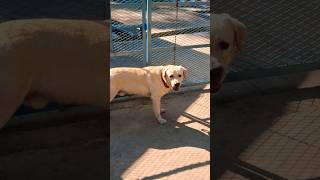 dog funny pets fypシ゚viral shorts ytfeedshorts video [upl. by Bloomer682]