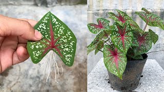 Tips for propagating Caladium Bicolor plants with leaves in water [upl. by Willock]