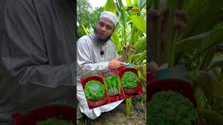 হলুদ গাছের ফুলের অজানা সব উপকারী গুণ হলুদ follow turmeric krisokerdorpon highlights [upl. by Idoc]