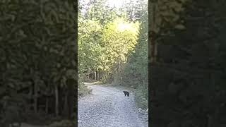 glfy24 black bear sighting can’t wait until glfy25 adventuremotorcycle [upl. by Lilian]