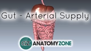 Blood Supply to the Gut Introduction  Part 1 Arterial Supply [upl. by Henka]