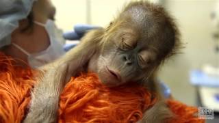 Caring for a newborn orangutan baby [upl. by Bernice]