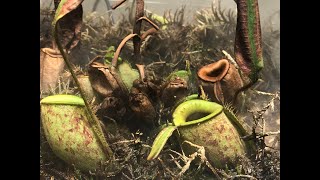 Nepenthes ampullaria 6week timelapse [upl. by Nicolea84]