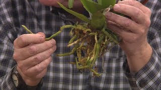 Repotting Grocery Store Orchids [upl. by Meris812]