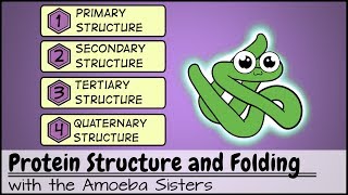 Protein Structure and Folding [upl. by Ettenom]