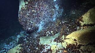 Massive Mussel Bed Discovery  Nautilus Live [upl. by Aikenahs]