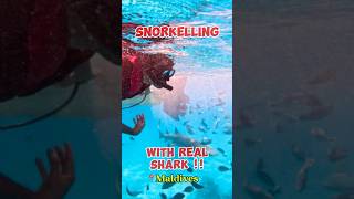 Snorkelling Adventure with Sharks in the MaldivesUpClose Ocean Thrills shorts maldives [upl. by Ahsekar638]