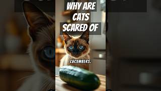 Cat Vs Cucumber facts animalinsights [upl. by Limbert595]