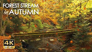 4K HDR Autumn Stream  Leaves Fall in Colorful Autumn Forest  Relaxation amp Sleep Sounds  10 Hours [upl. by Coplin]