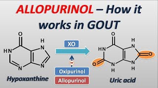 Allopurinol  How it works in treatment of GOUT [upl. by Eniala]