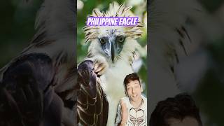 Meet the Monkey Eater 👀 philippineeagle [upl. by Dulcia]