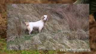 Working Clumber Spaniel [upl. by Jedthus37]