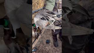 Can’t wait for pintails in west Texas this year guidedoutdoors [upl. by Nahij645]