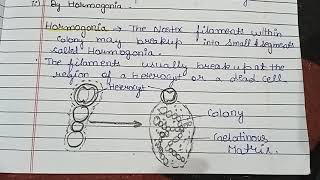 What is Hormogonia  What are the function of Hormogonia  Hormogonia in details 🌿🌿🌿🌿🌿🌿🌿🌿🌿☘️🍀🍀☘️🍀🍀☘️ [upl. by Aglo135]